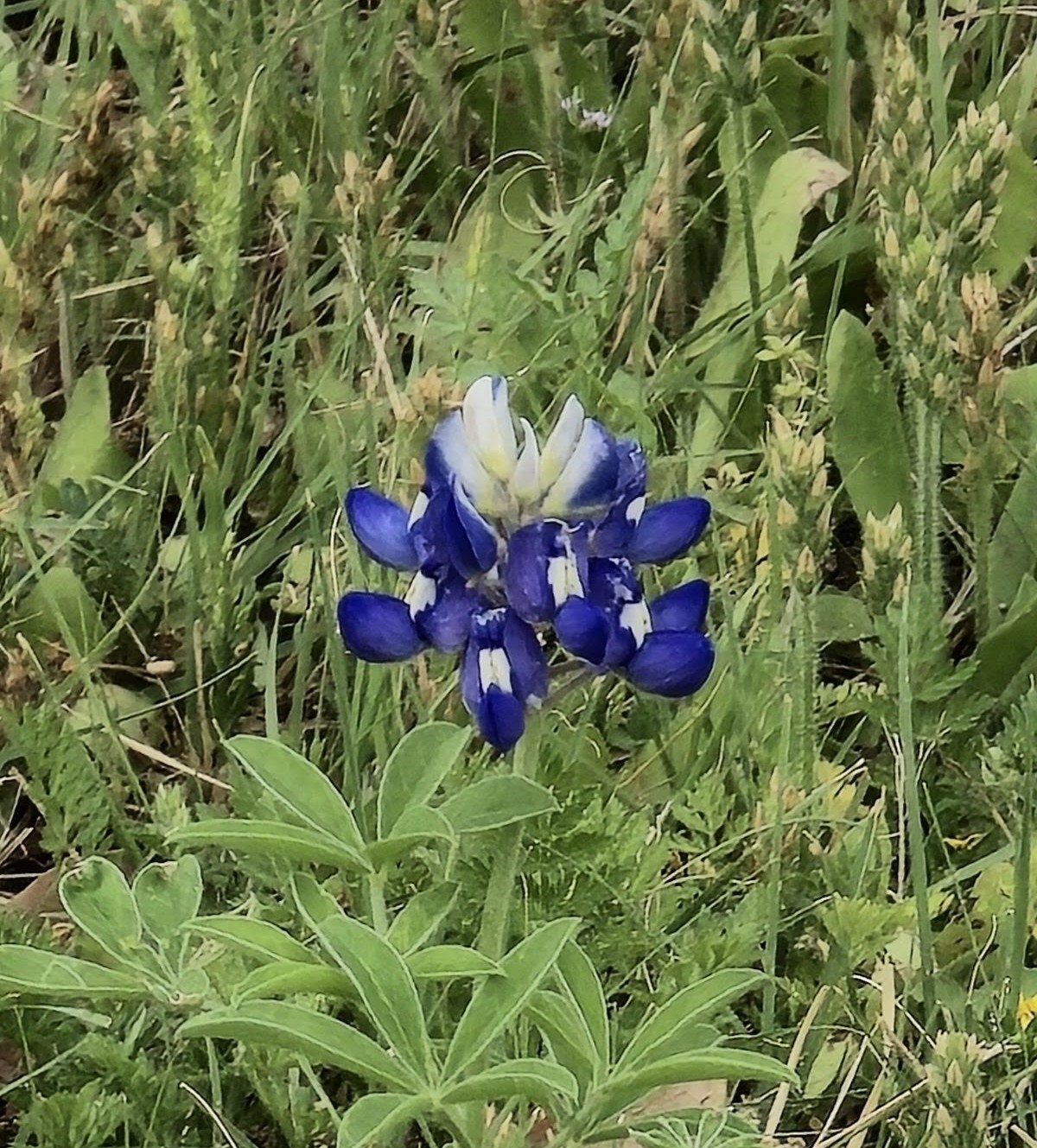 Blue Bonnet season in Texas is fading