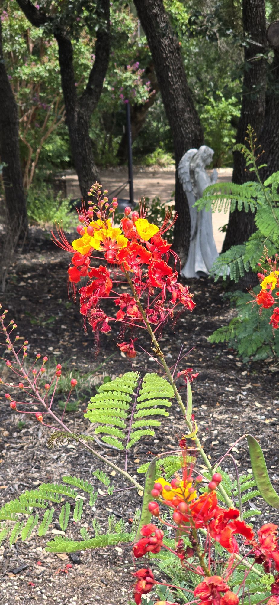 Beautiful flowers in Austin Texas