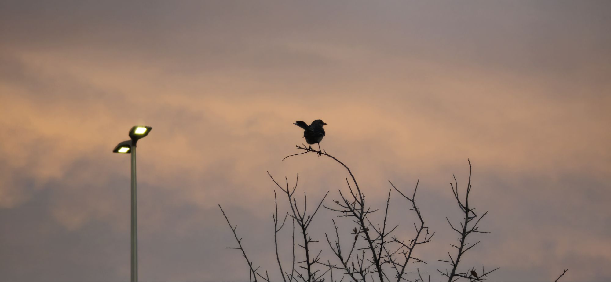 A Bird with a view…