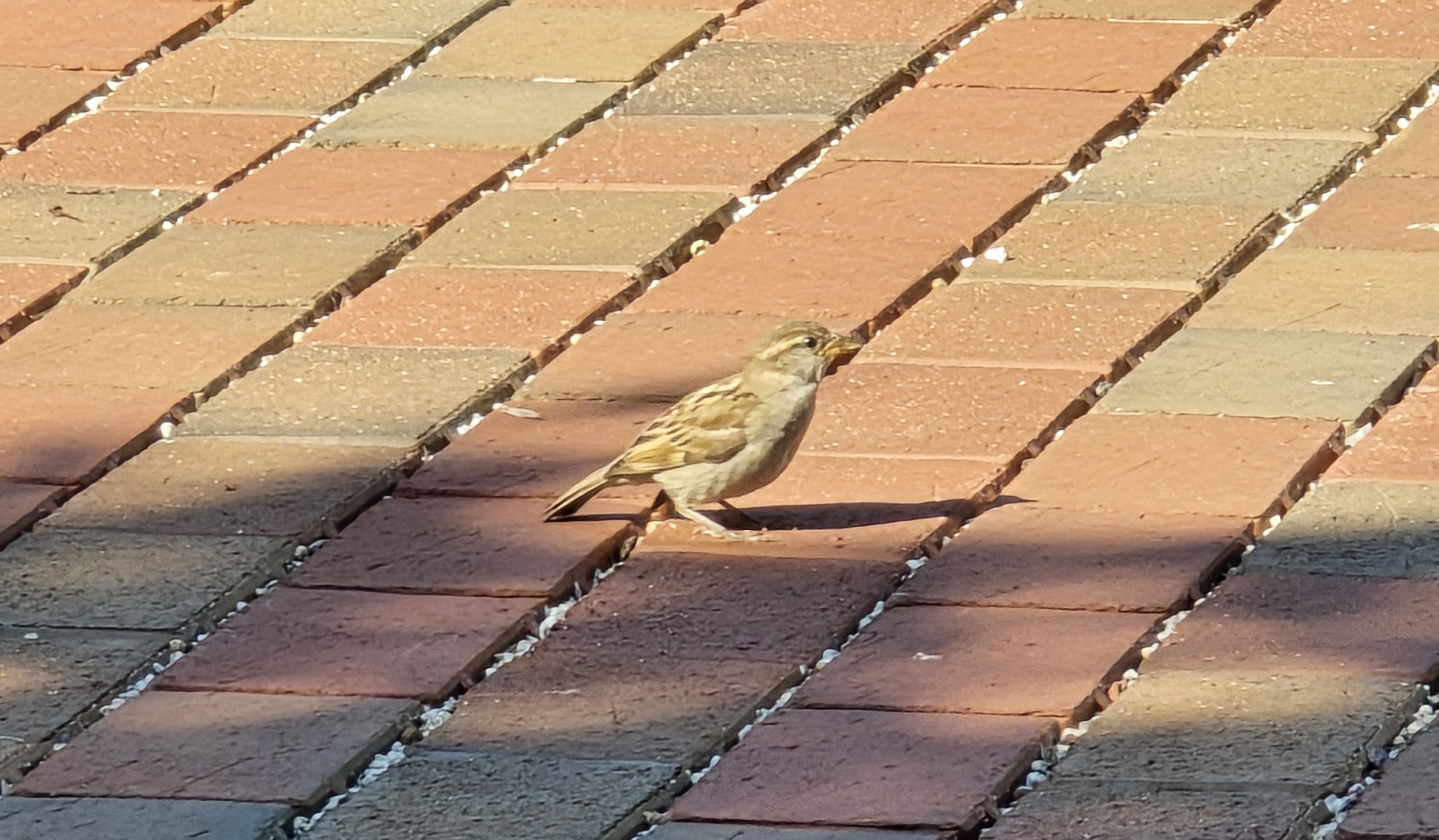 A Sparrow in Massachusetts