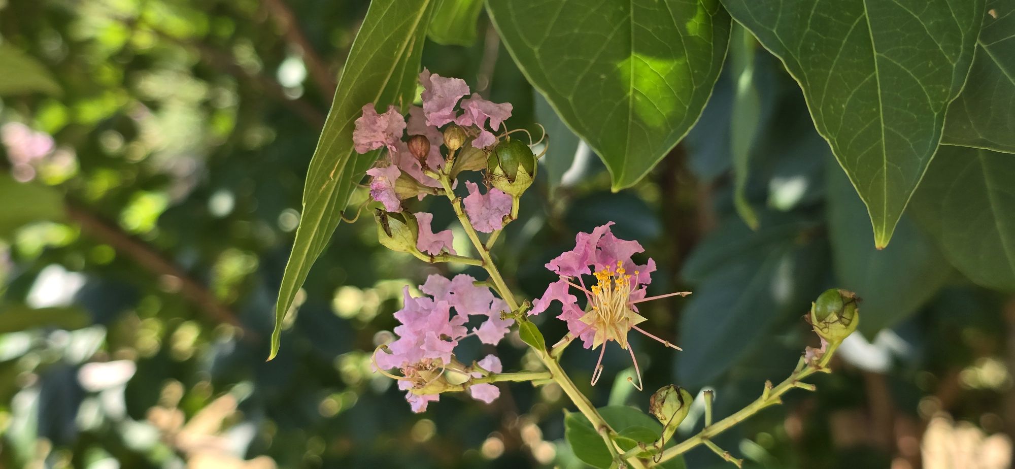 Some days it seems even the flowers are looking for a little shade…