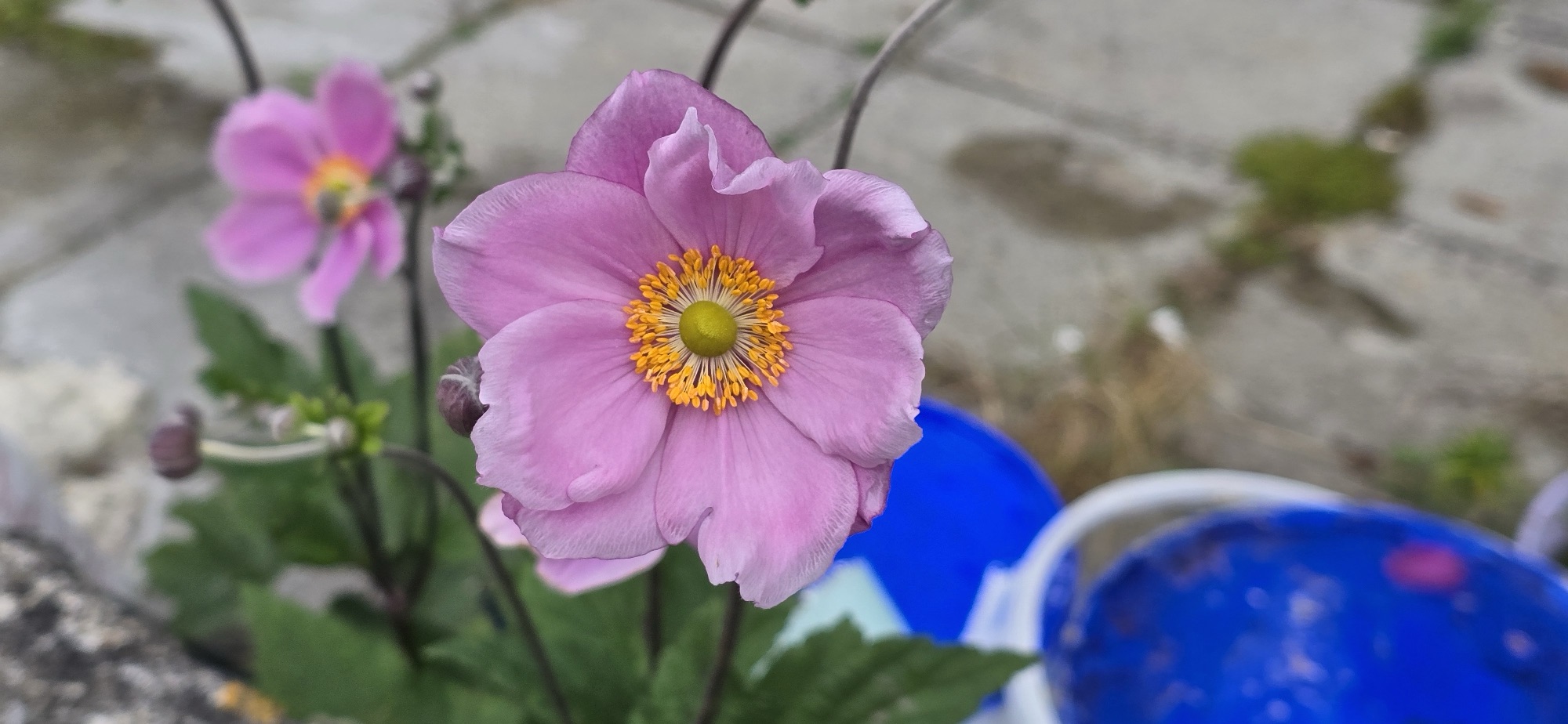 Windflower, aka Japanese Anemone