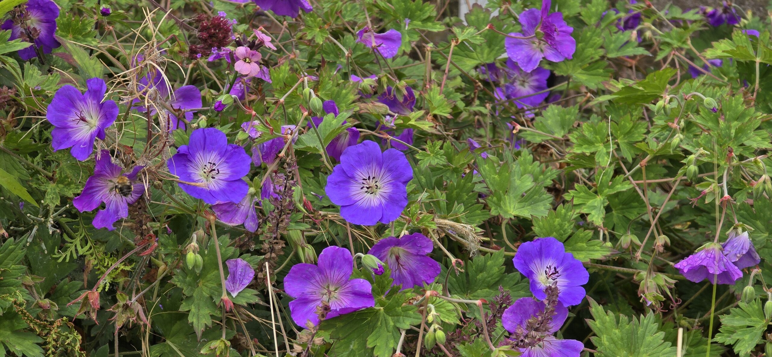 Geranium, possibly the  purple cranesbill