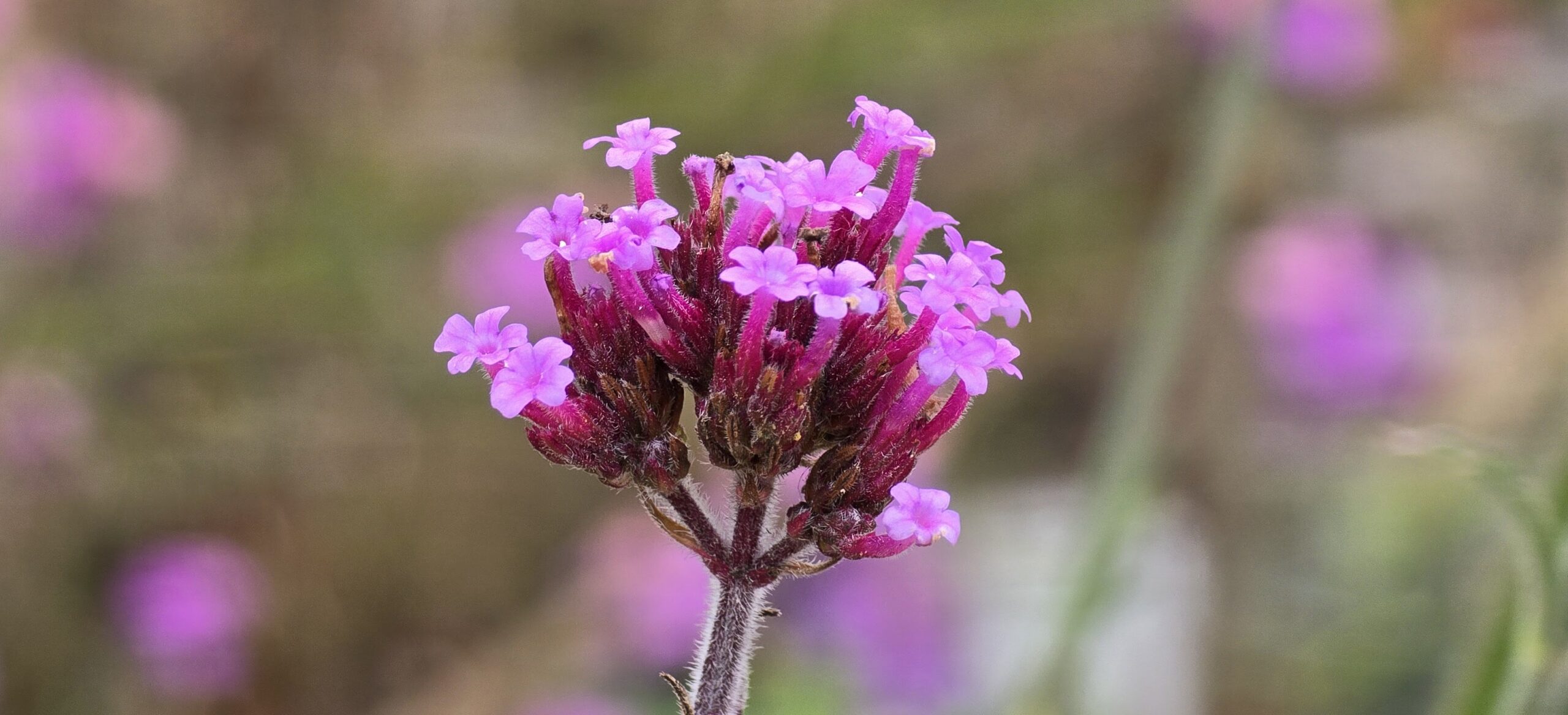 Verbena Bonariensis Purpletop Vervain