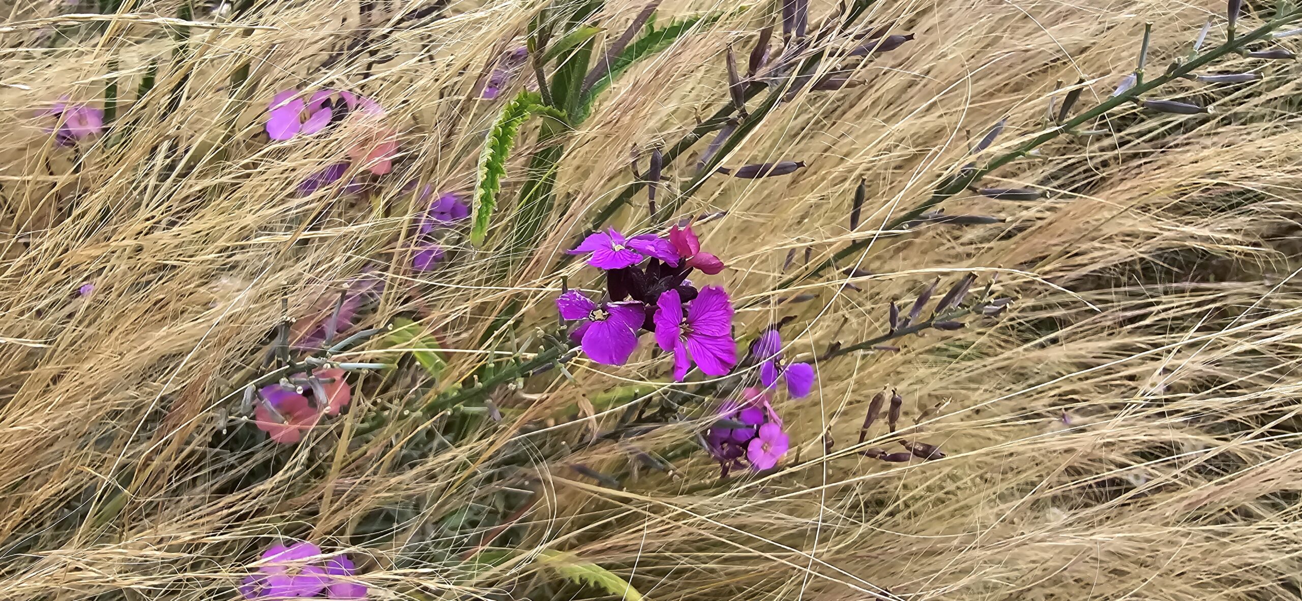 erysimum cheiranthus