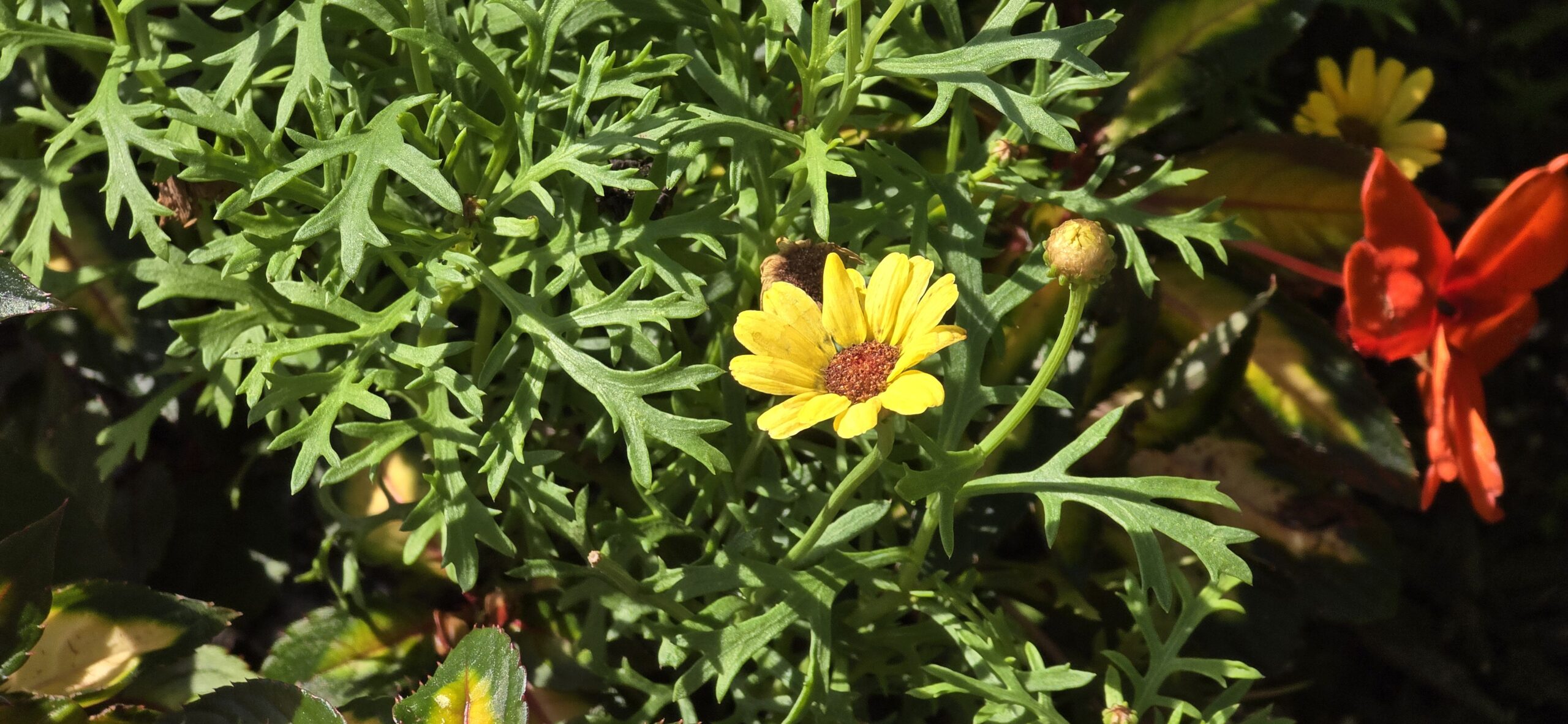 Calendula, and a discovery, Mary’s Gold = Marigold