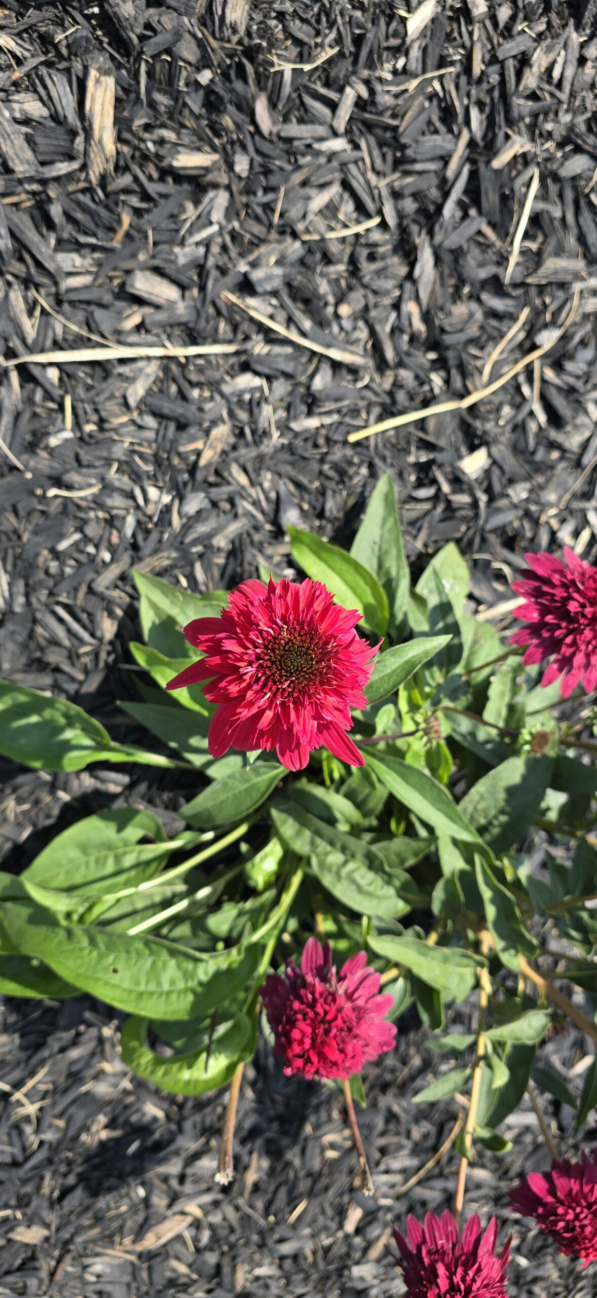 Echinacea Double Scoop Raspberry