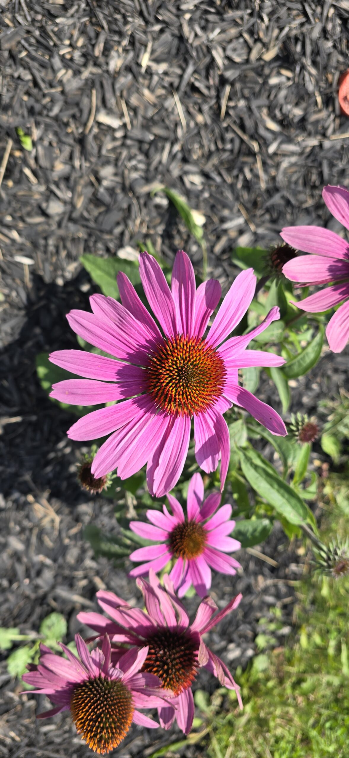 Purple Coneflower