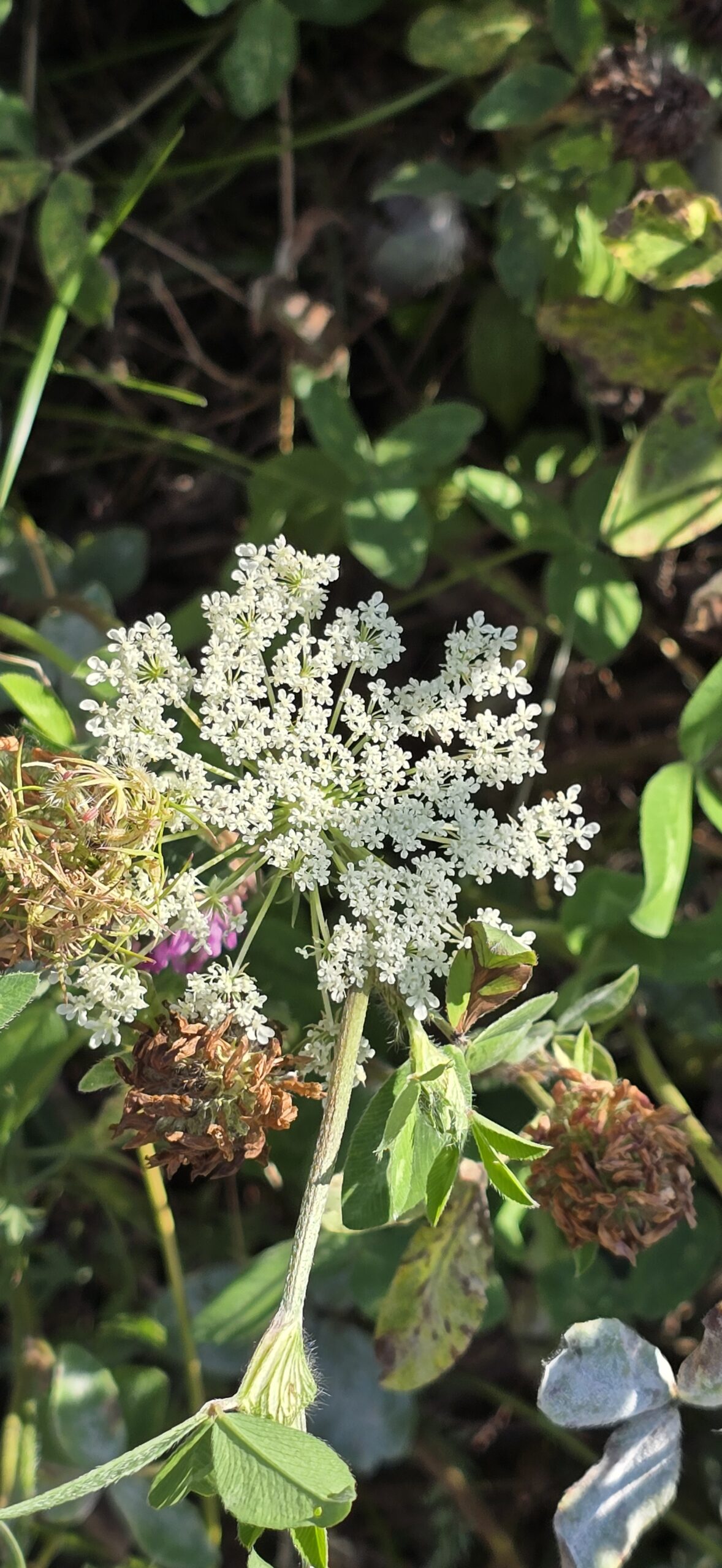 Queen Anne’s Lace