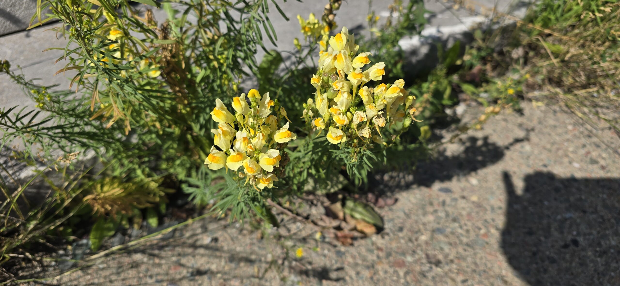 Yellow Toadflax