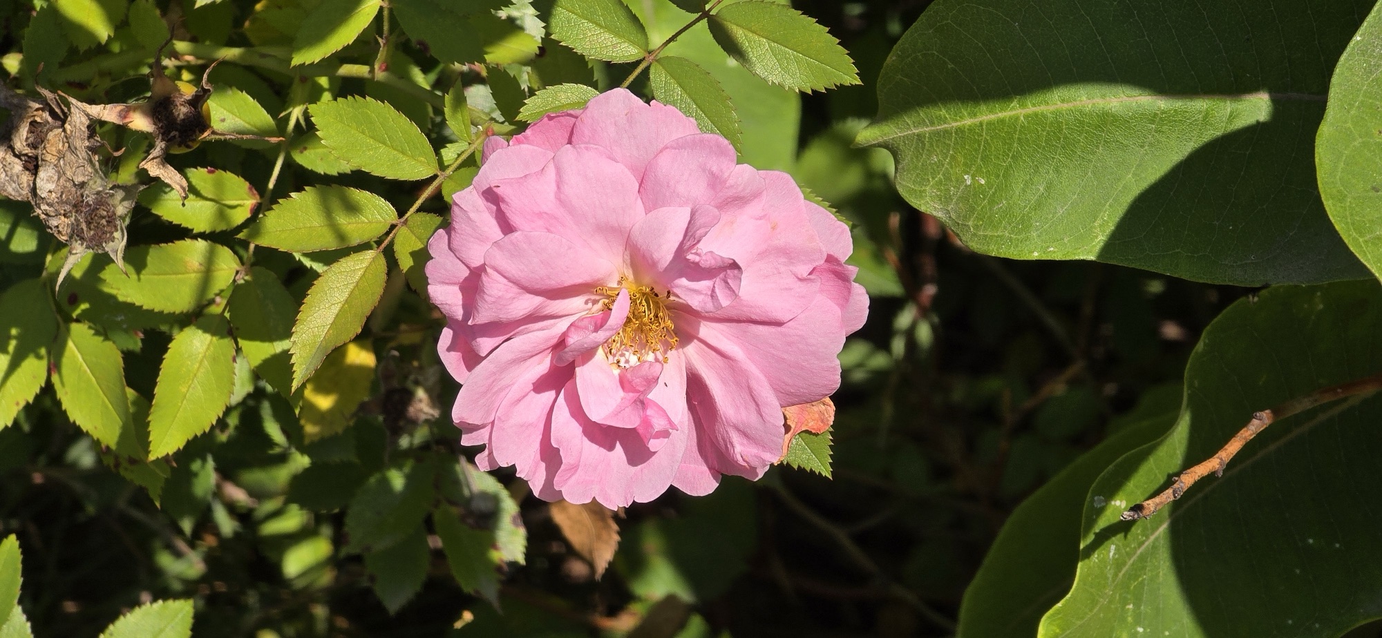 Prairie Dawn Rose?