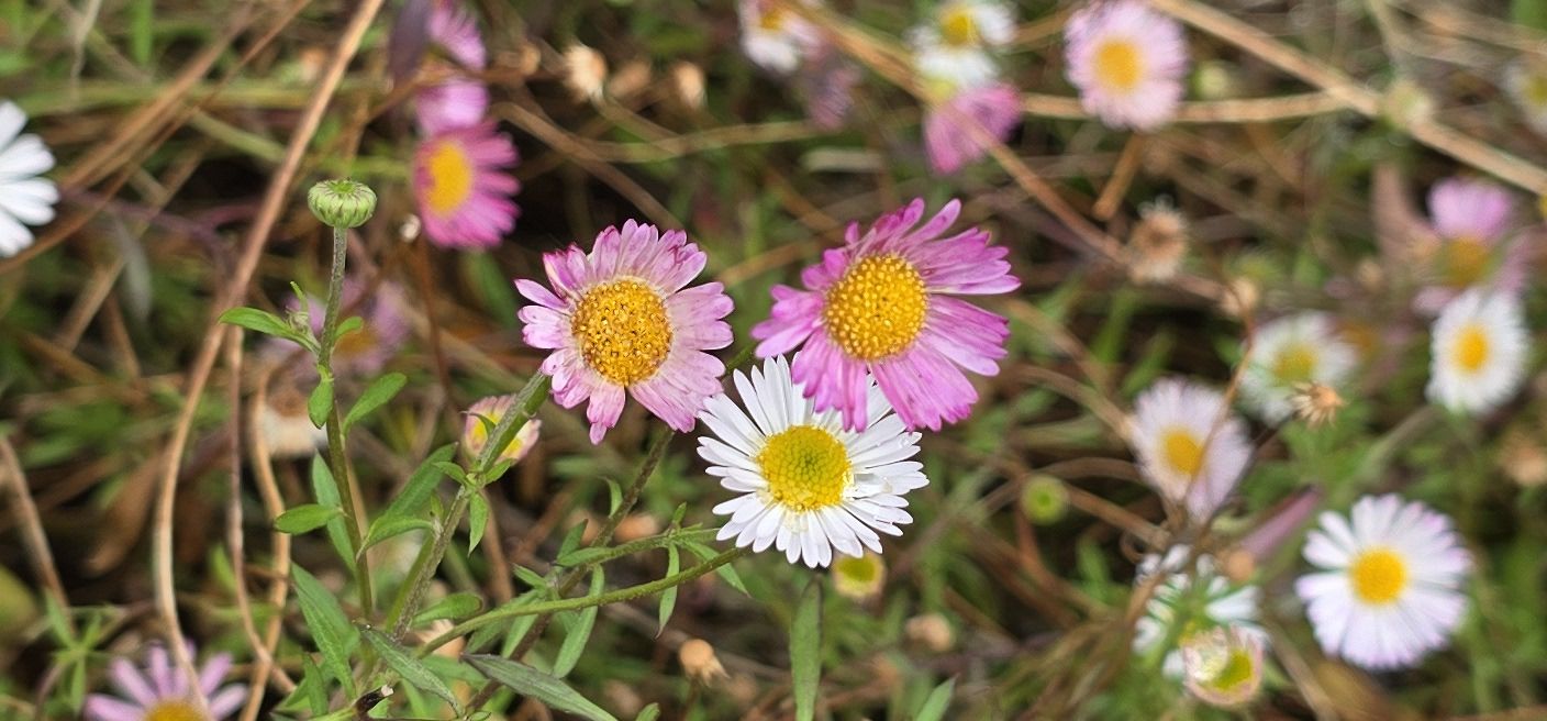 Daisy Fleabane