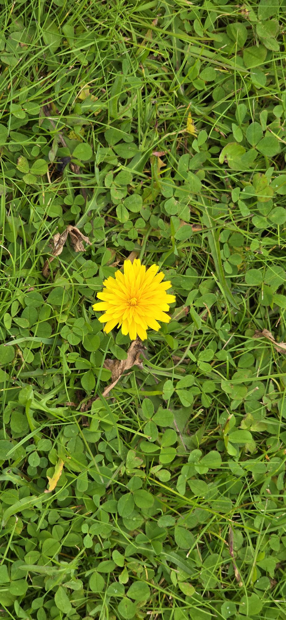 Dandelion