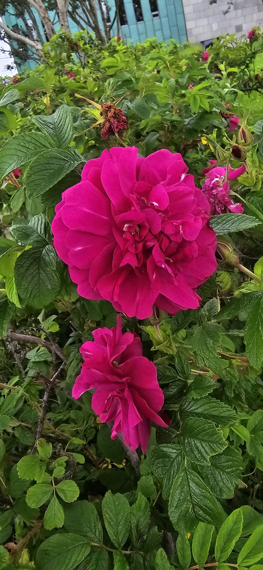 Beach Rose?