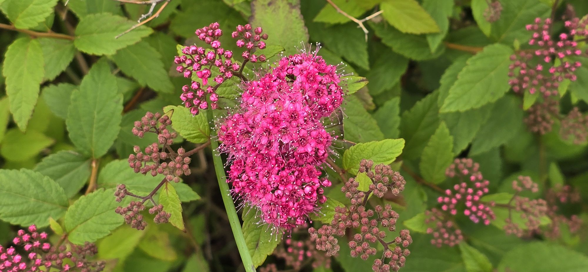 Spiraea japonica