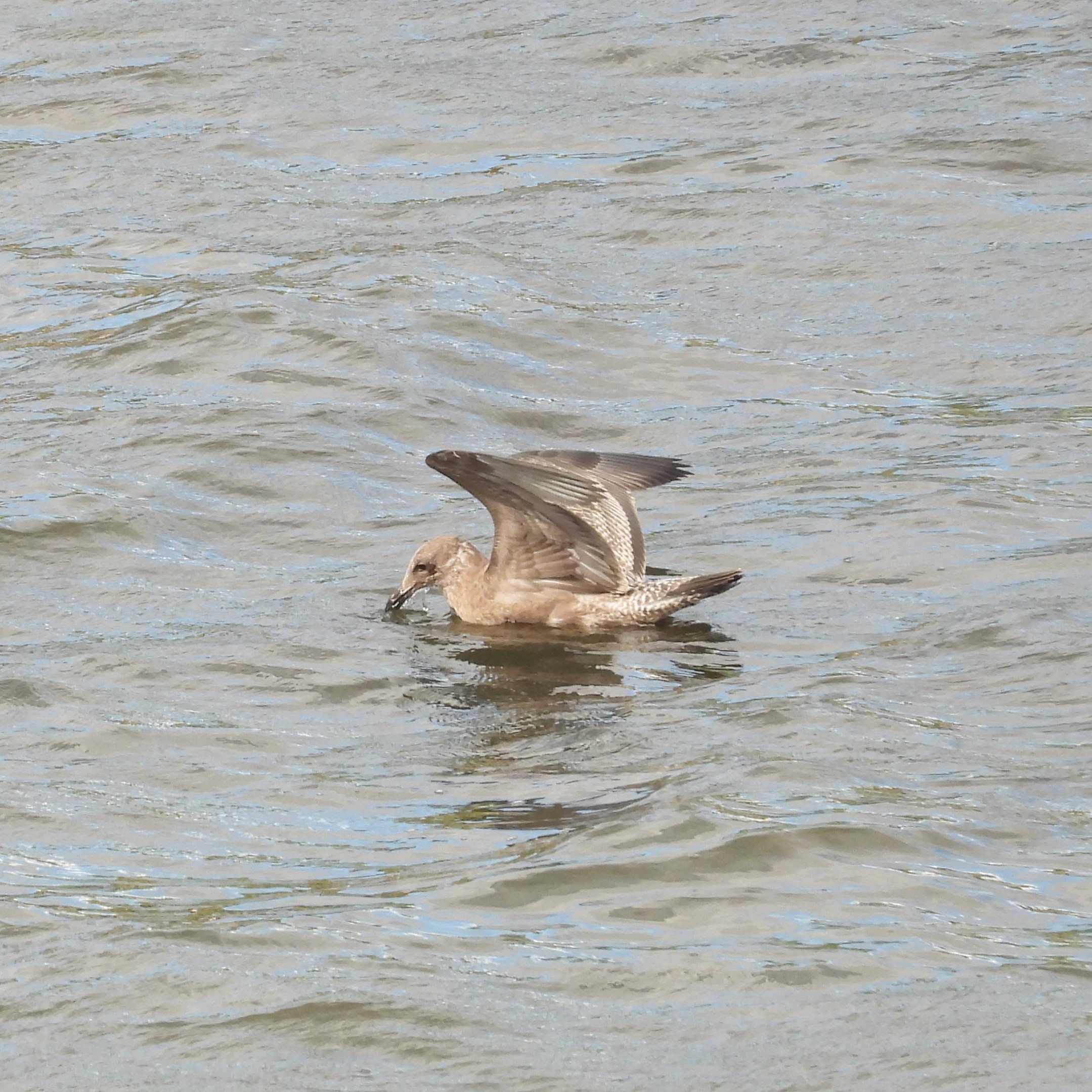 Juvenile Herring Gull