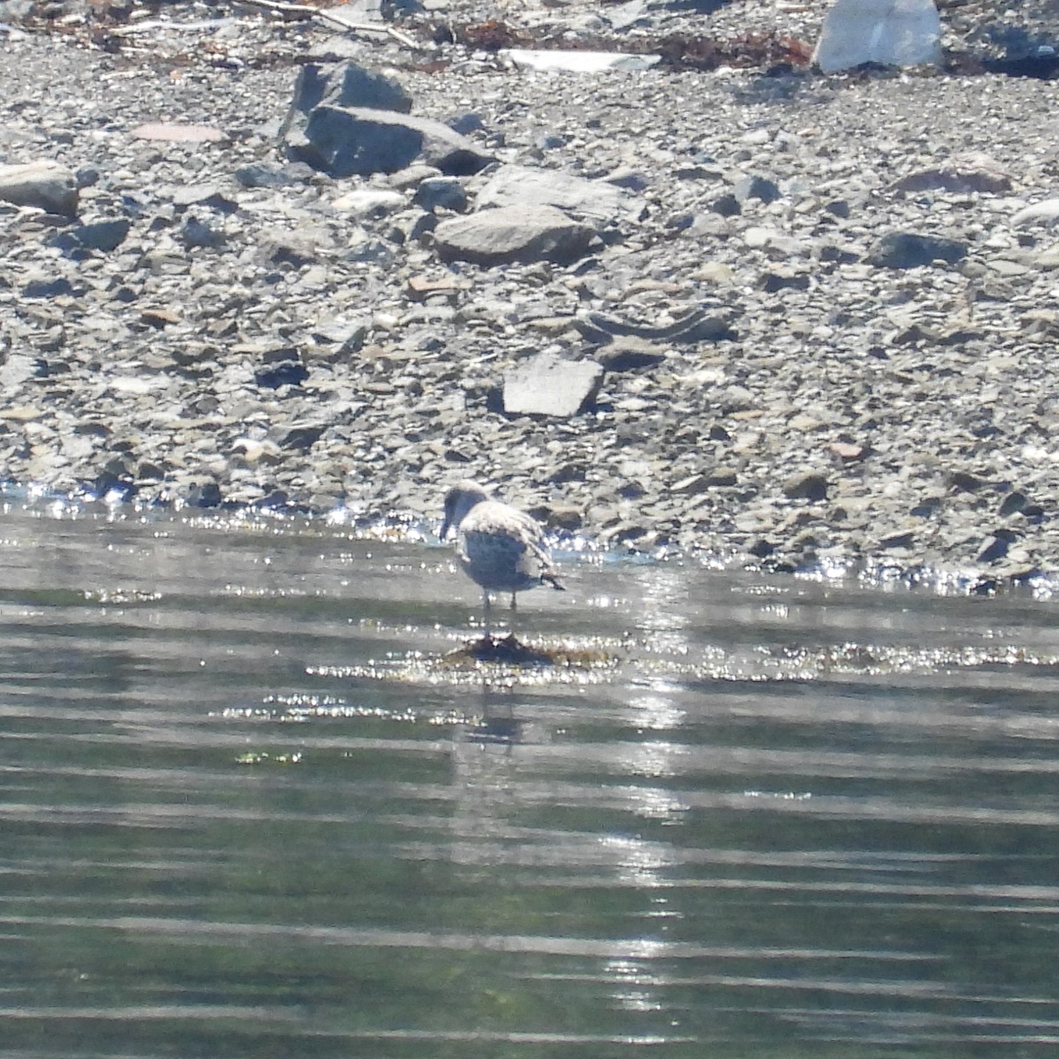 Spotted Sandpiper?