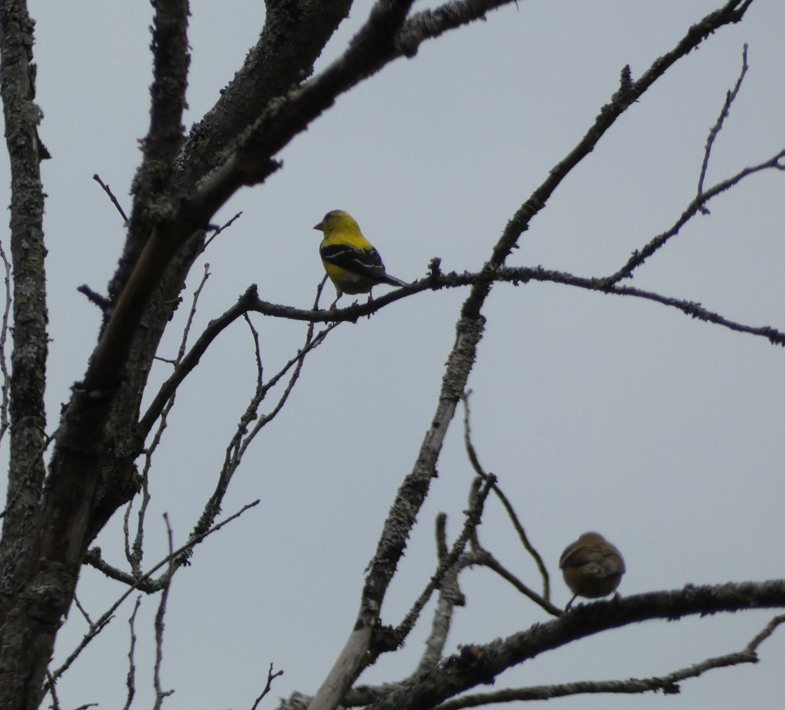 American Goldfinch