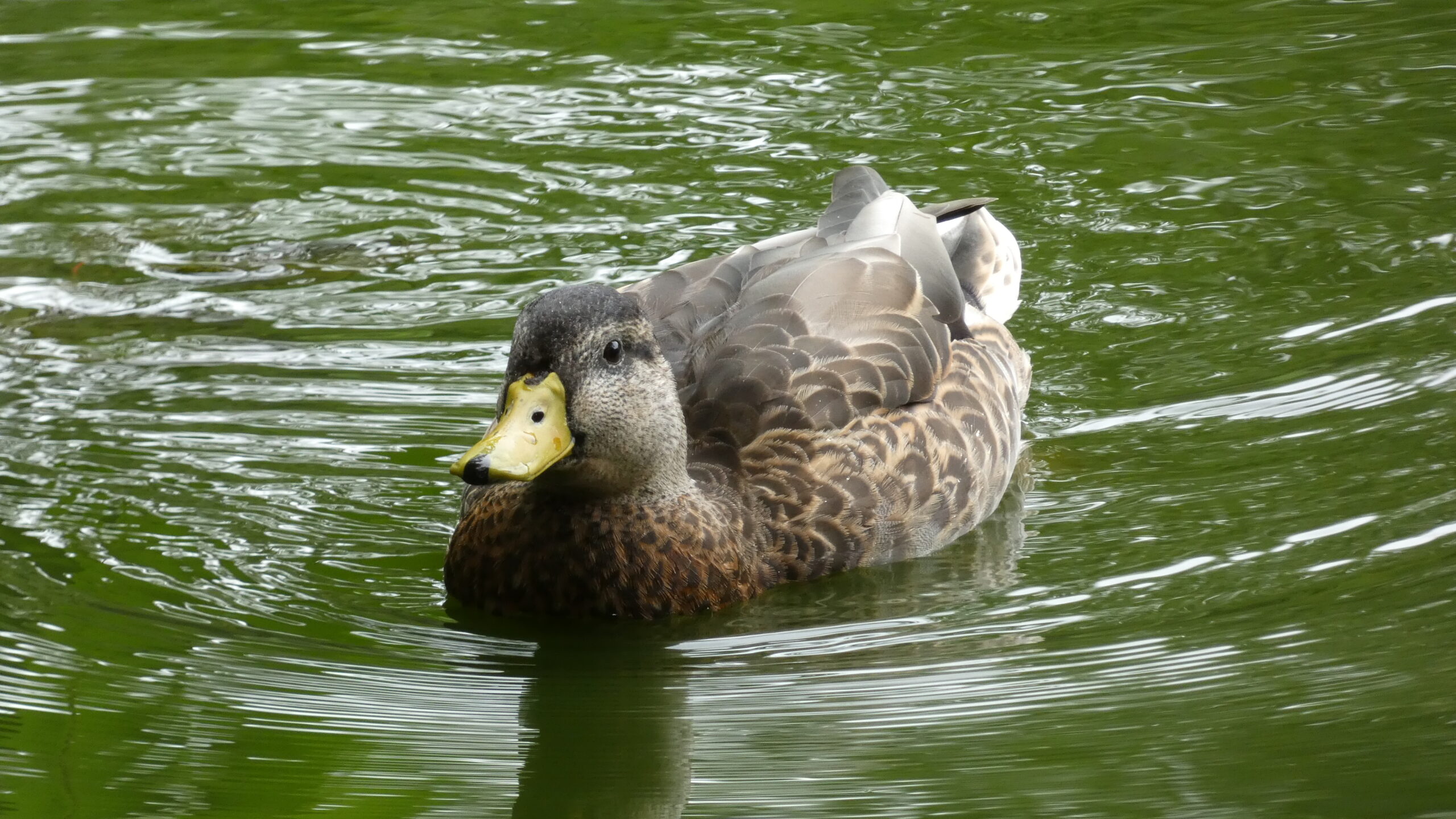 Mallard – what a Duck