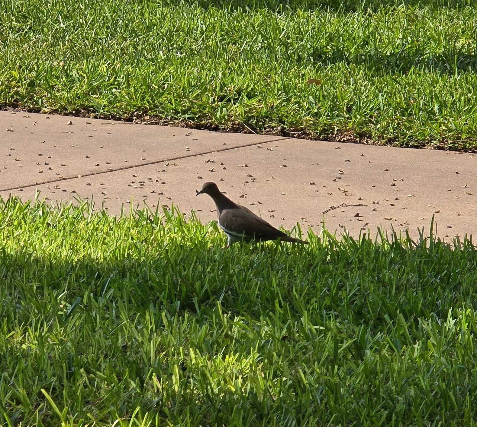 White-Winged Dove?