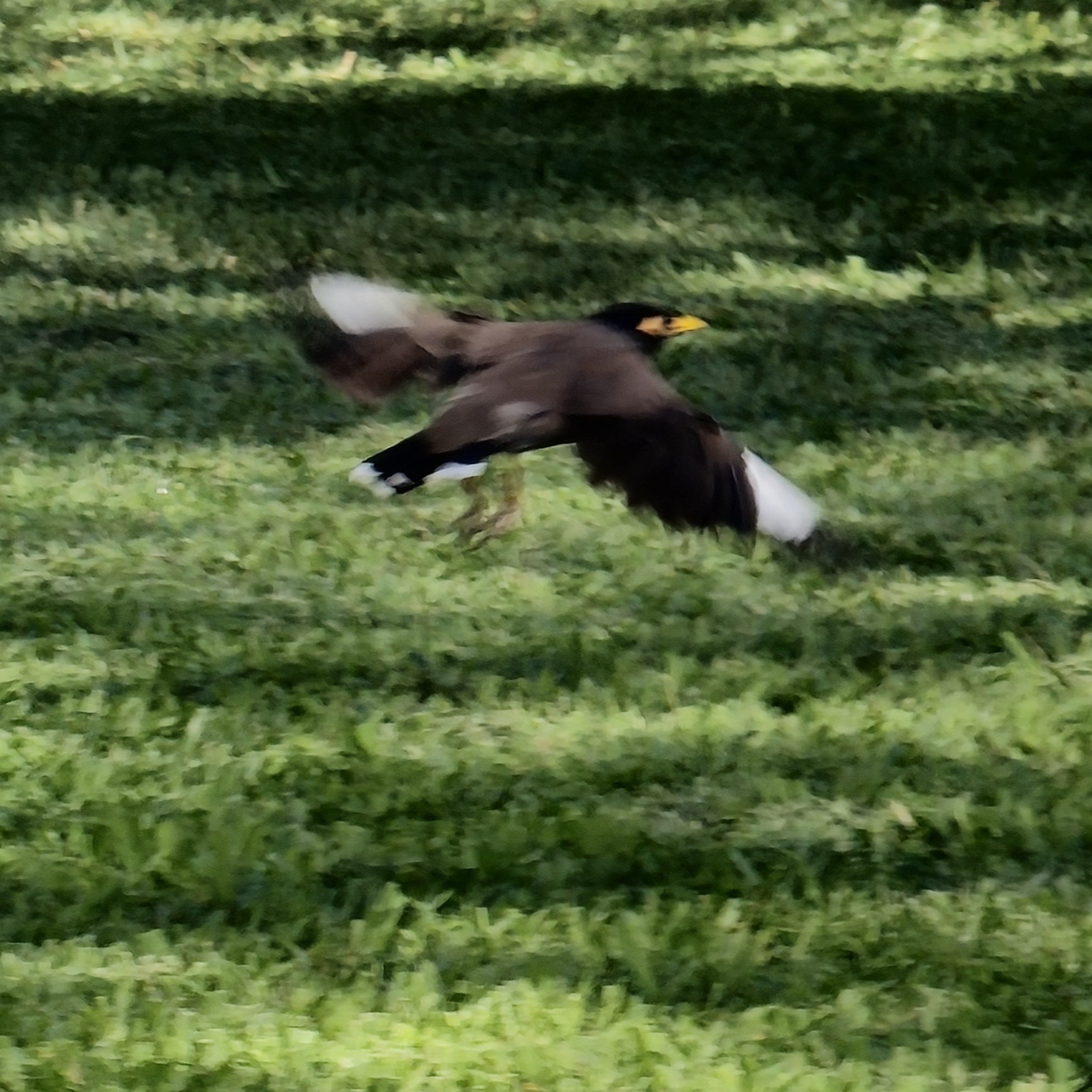 Great Myna and Common Myna Birds seen in Hawaii