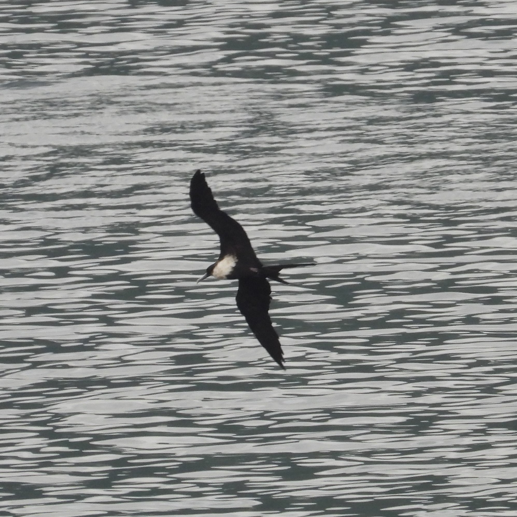 Great Frigatebird (Fregata minor) in Pago Pago, American Samoa