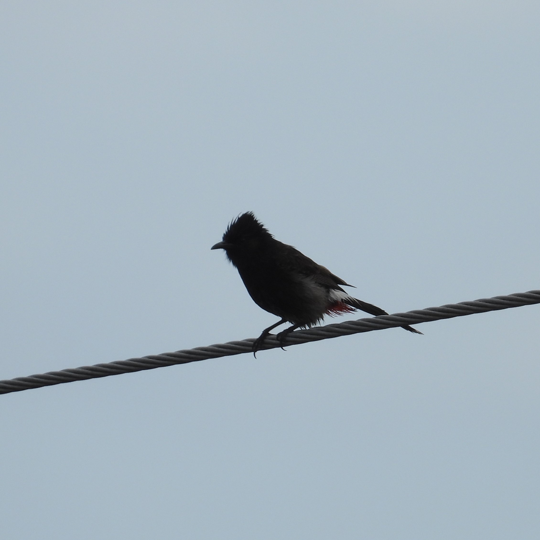 Red-vented Bulbul (Pycnonotus cafer) in Suva, Fiji