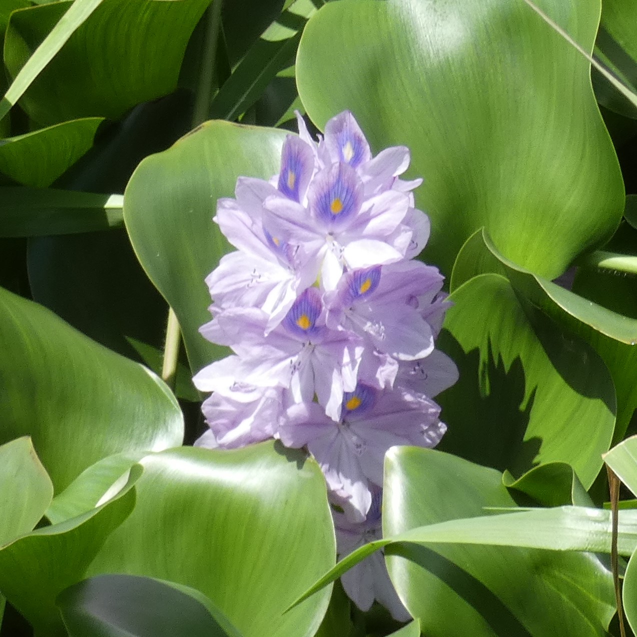 Water Hyacinth growing in shallow water in Nawiliwili, Hawaii