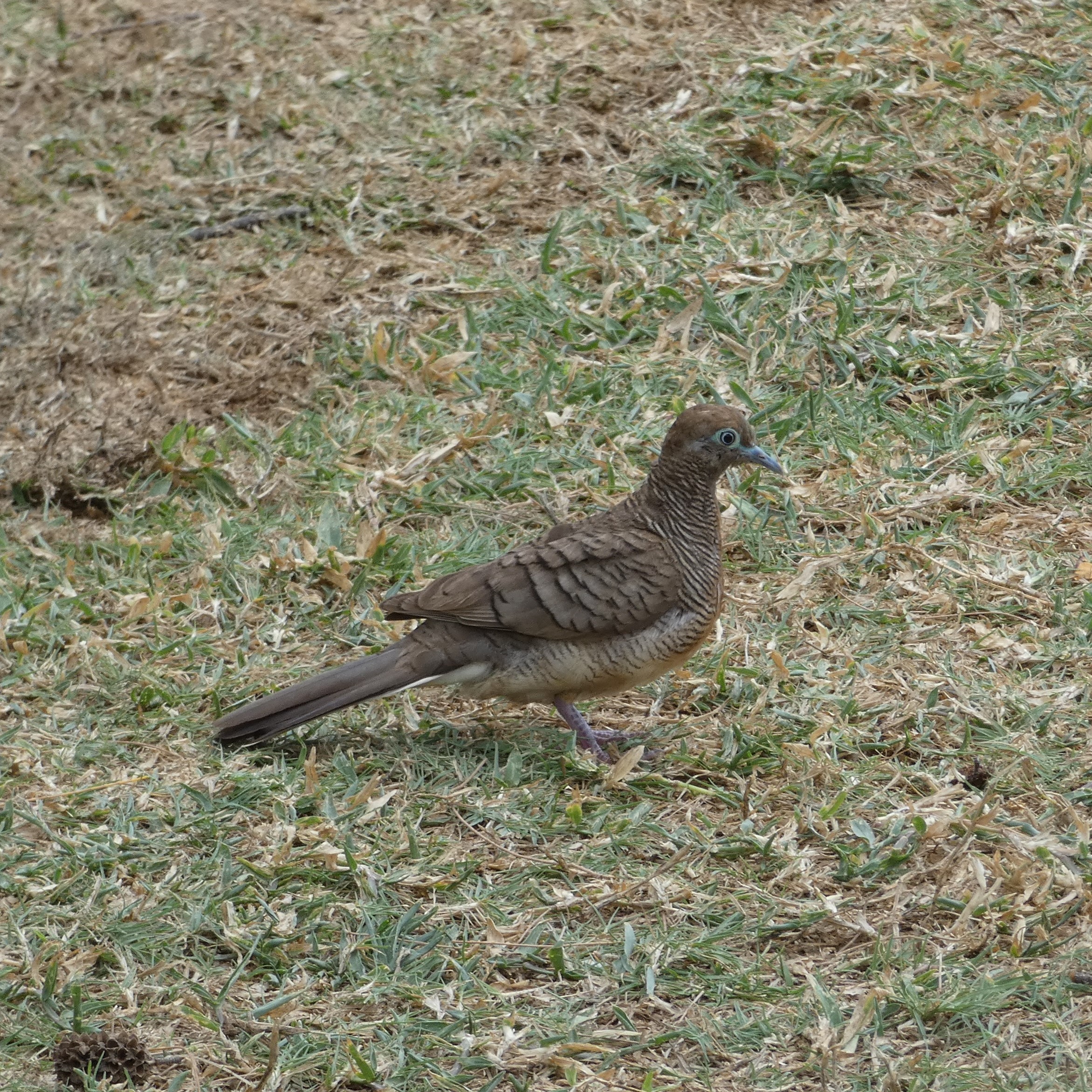 Zebra Dove?  If AI Identification is to be believed…