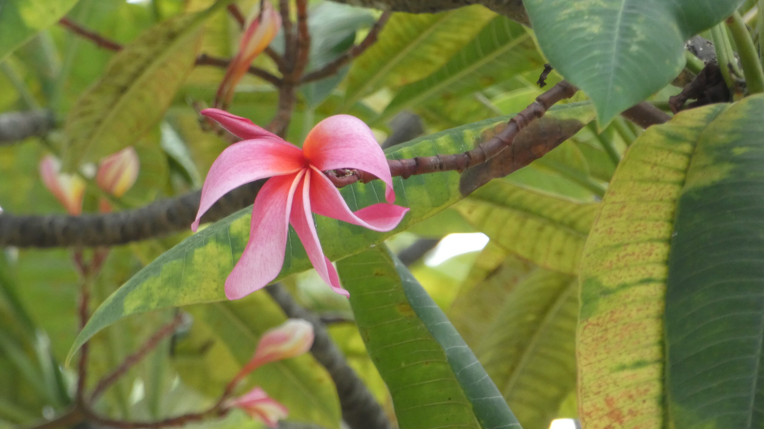 Plumeria Flowers photographed in Nawiliwili, Hawaii