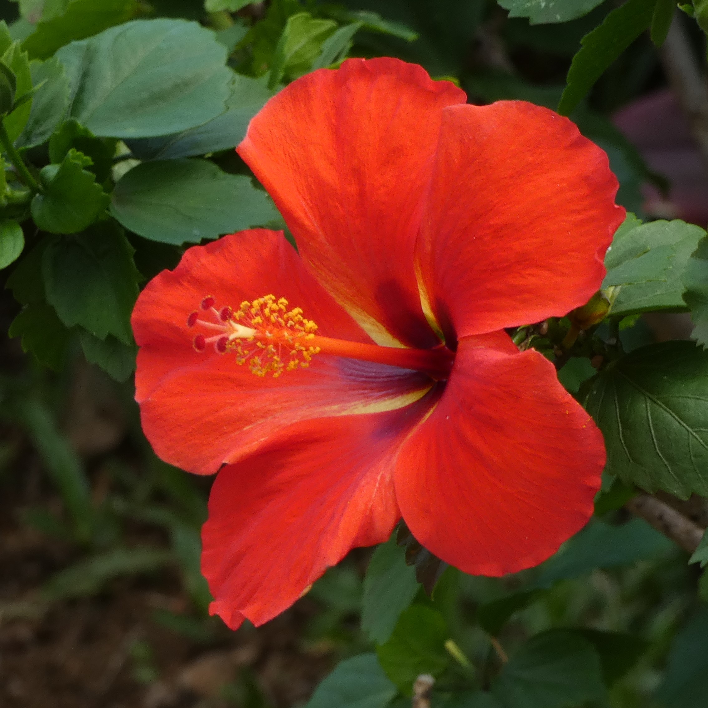 Red Hibiscus… almost found the state flower growing by the side of the street…