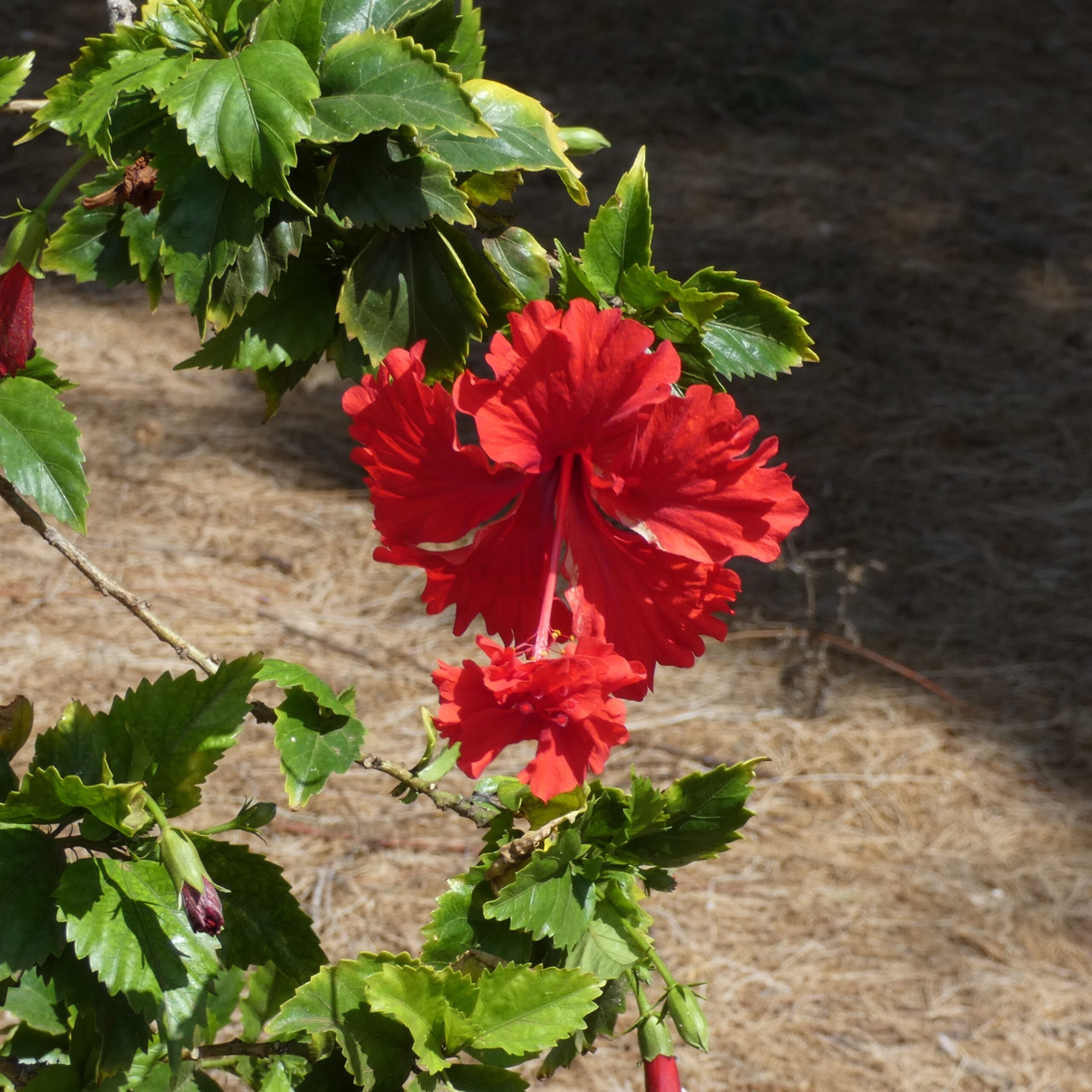 The vibrant red flower in your photograph from Nawiliwili, Hawaii is likely the wiliwili (Erythrina sandwicensis)