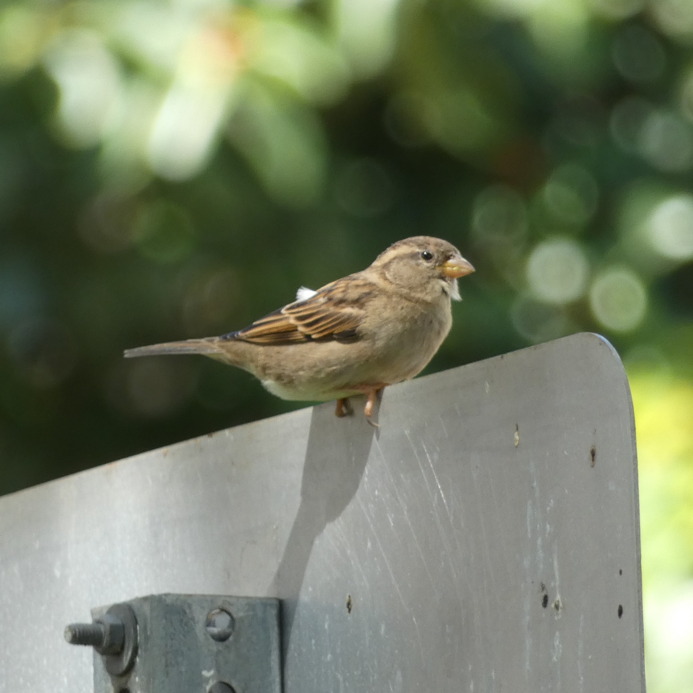 House Sparrow (Passer domesticus) in Honolulu, Hawaii