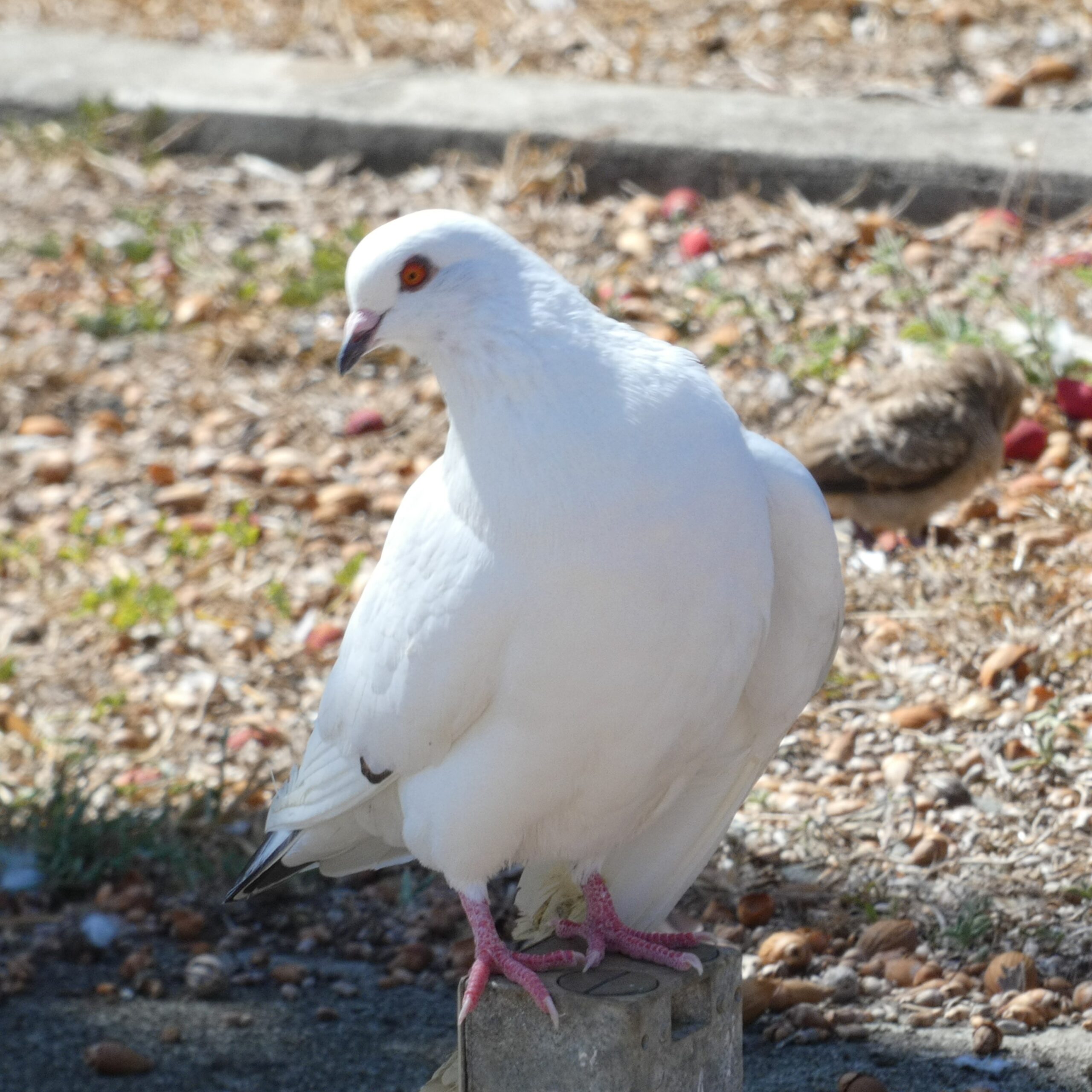 A White Pigeon in Honolulu