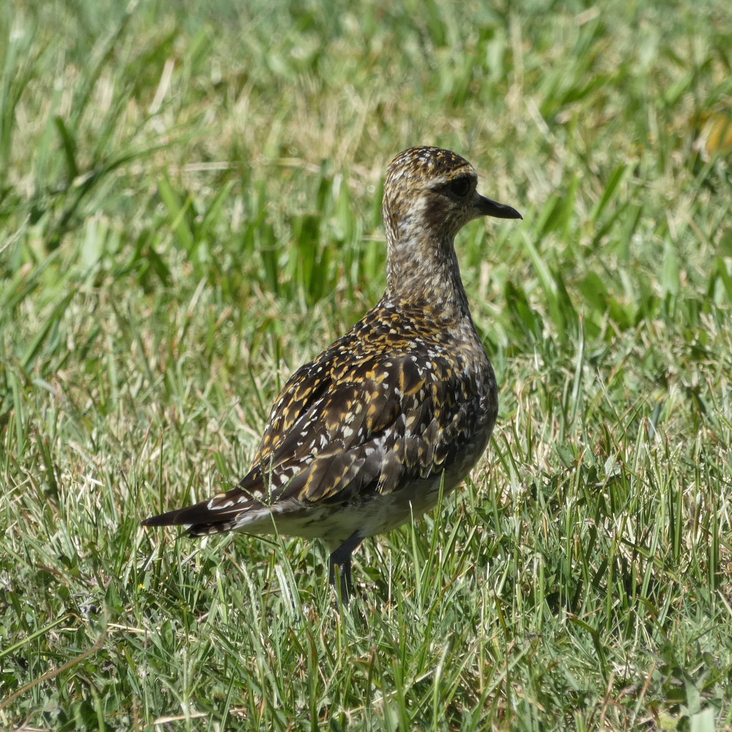 A Pacific Golden Plover (Pluvialis fulva) in Honolulu, Hawaii 