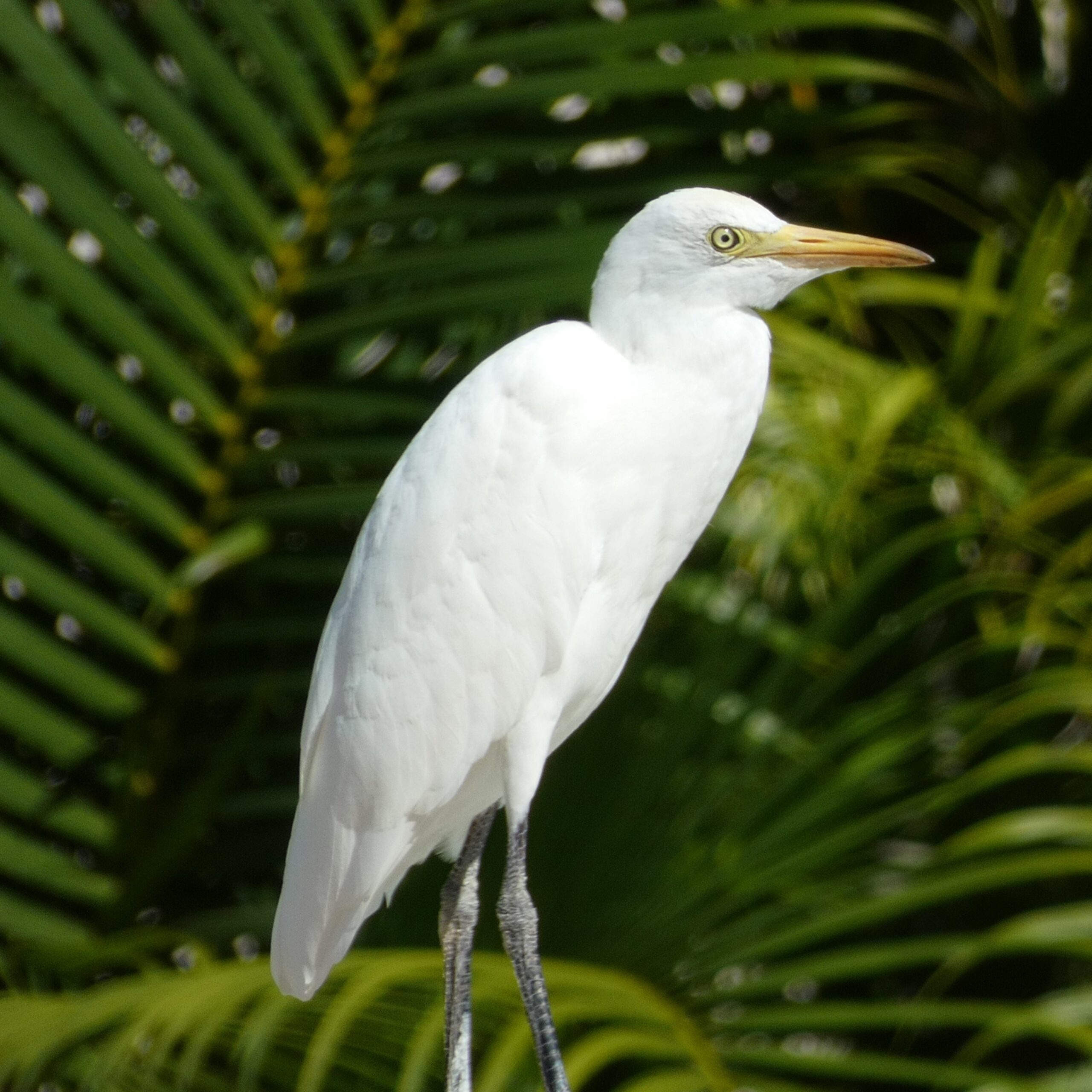 Cattle Egret – near the state Capitol in Honolulu