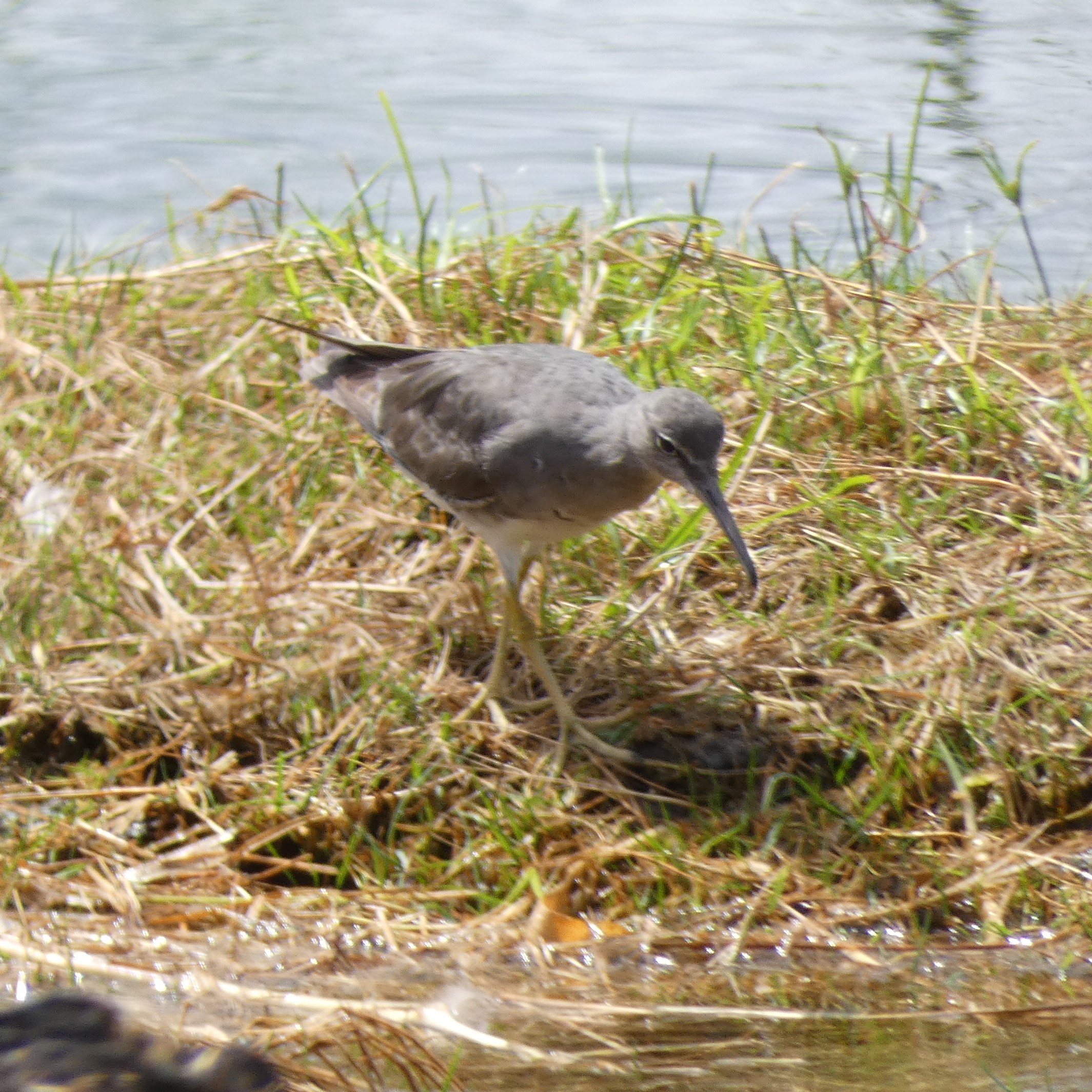 Wandering Tattler in Hilo Hawaii