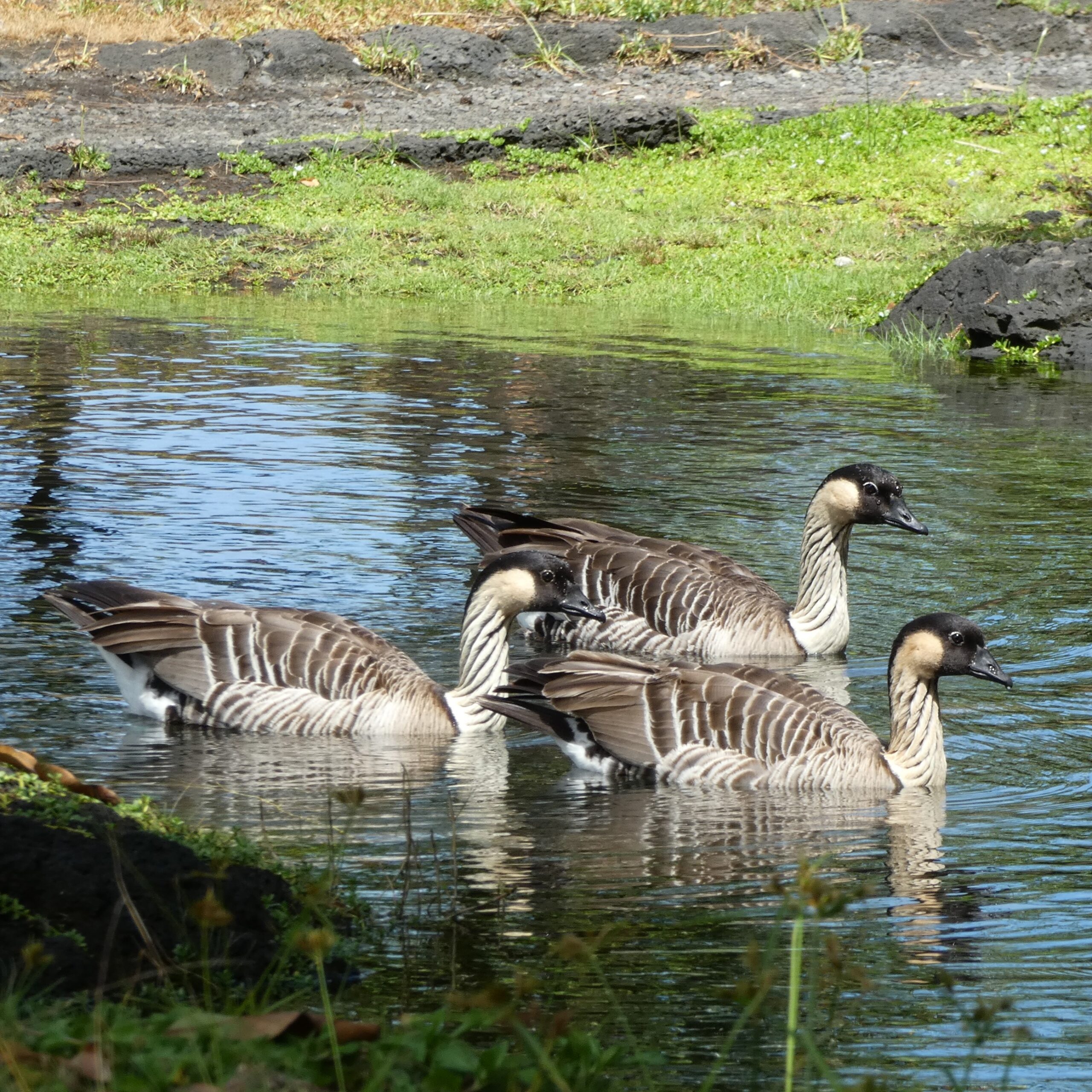 Nene Geese, also known as Hawaiian Geese (Branta sandvicensis) in Hilo Hawaii at Liliuokalani Garden 