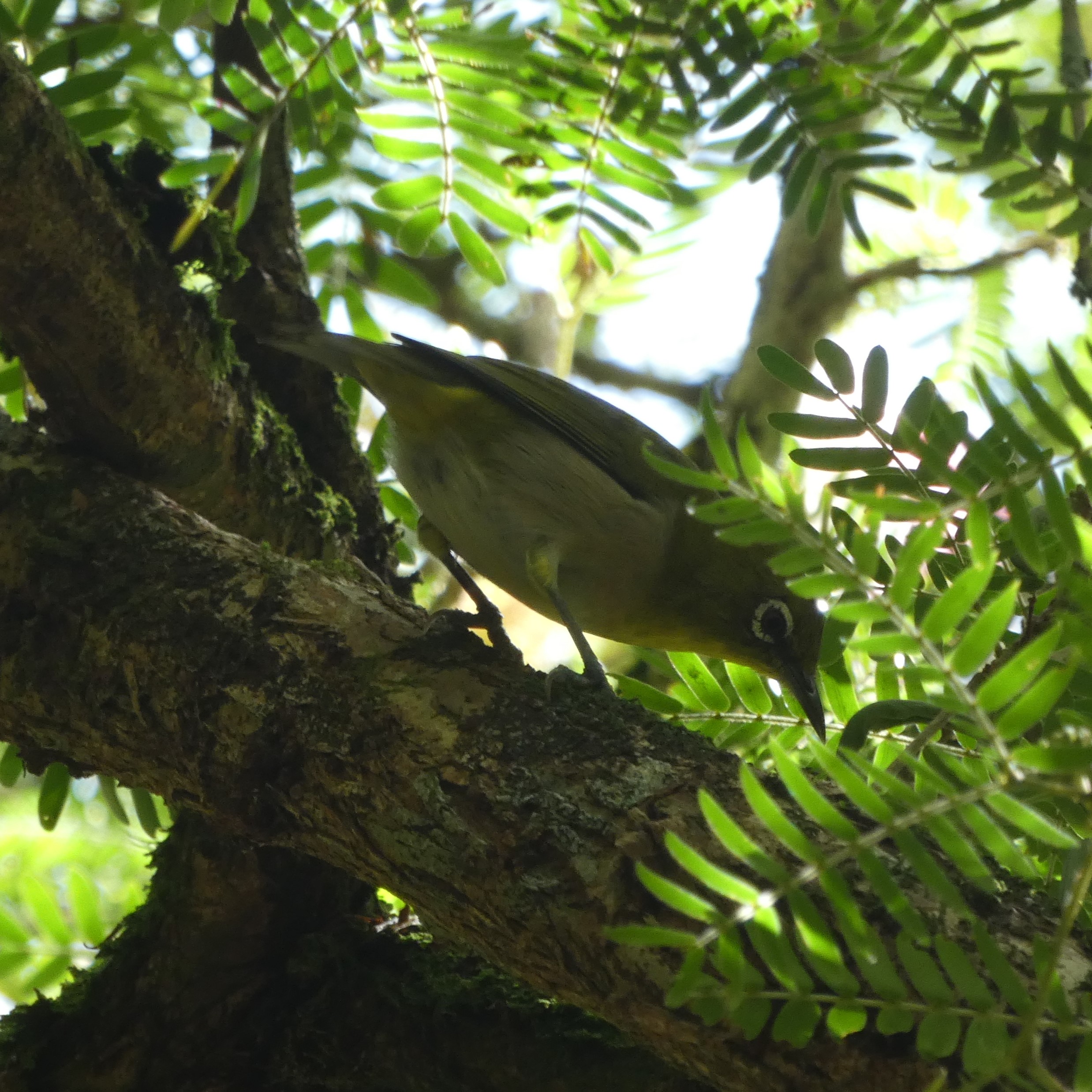 Japanese White-eye (Zosterops japonicus) in Hilo Hawaii