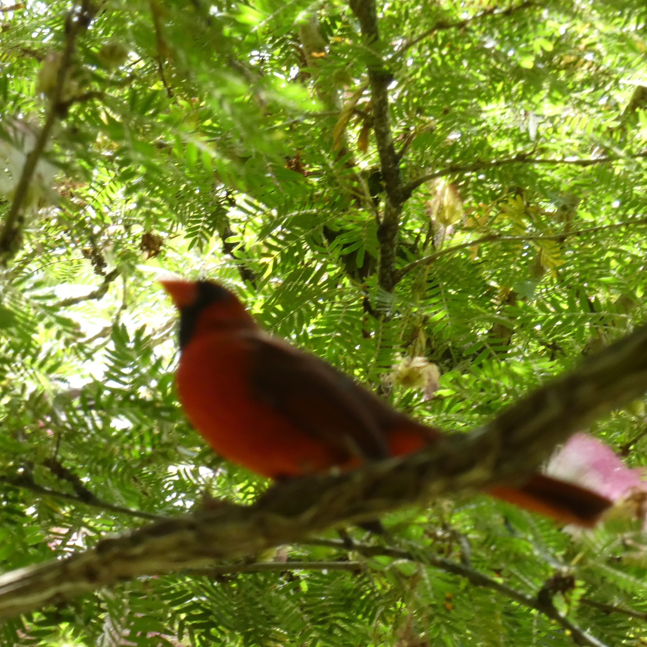 Northern Cardinal (Cardinalis cardinalis) in Hilo Hawaii