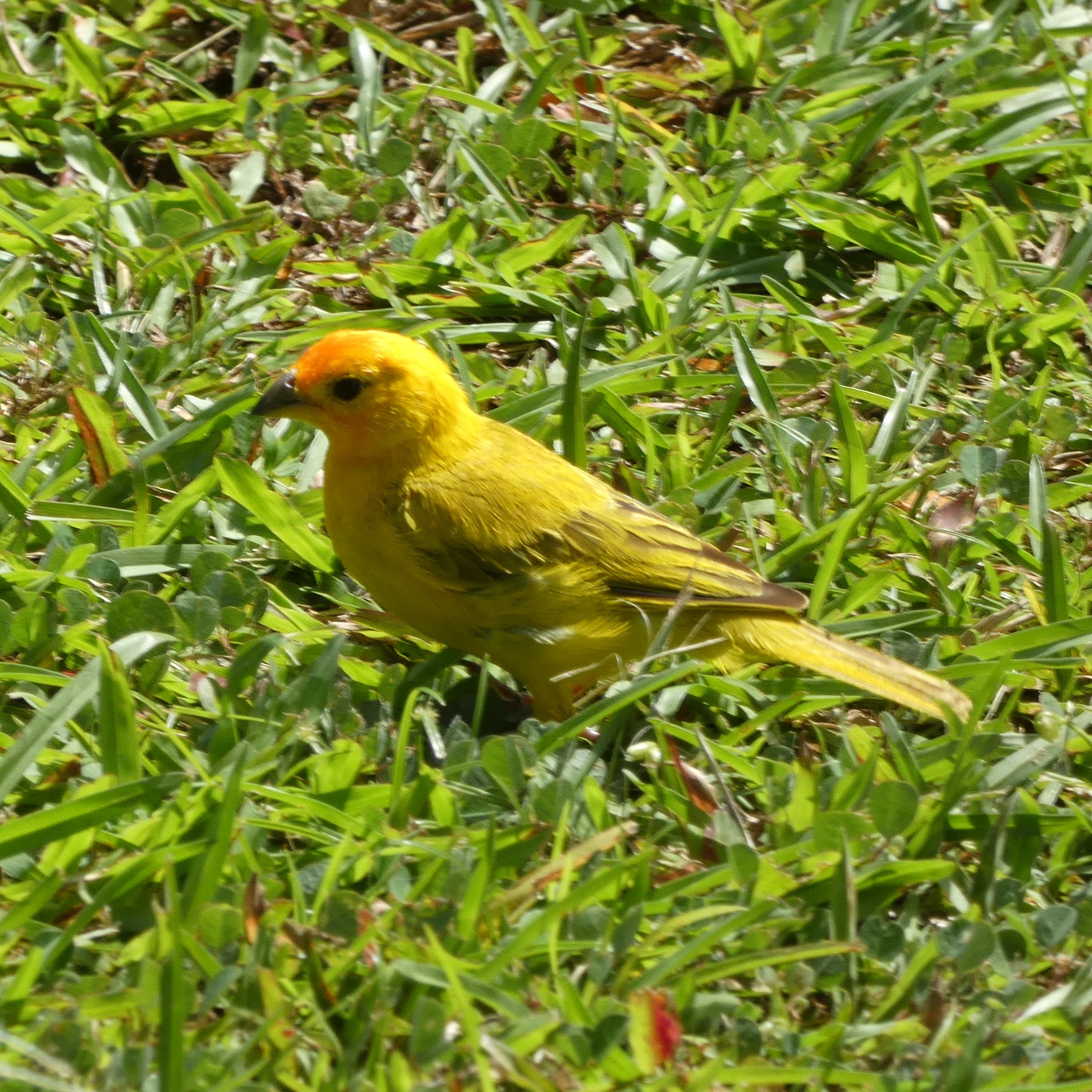 Saffron Finch (Sicalis flaveola) in Hilo Hawaii