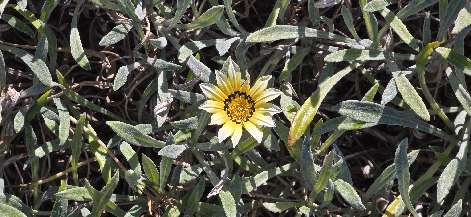 A striking flower at Mount Soledad